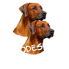 Rhodesian Ridgeback dogs