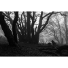 Wald 8