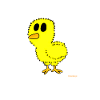 Chick / hatchling