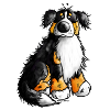 "Bernie" - Bouvier Bernois - Chien