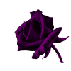 Rose Blume