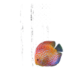 Diskus fisk akvariefisk med USA flag