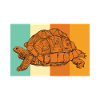 Riesenschildkröte | Schildkröte | Turtle