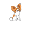 Papillon - Continental Miniature Spaniel