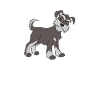 Schnauzer chiot