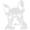 dog2