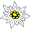 edelweiss