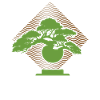 Bonsai tree
