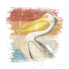 pelican