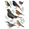 Little ornithology