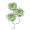 Roses flowers