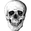 This is my skull