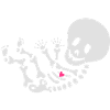 skeleton maternity baby w/heart