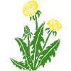 dandelion hawkbit blowball clock flower
