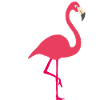 flamingo