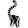 Ring-tailed lemur