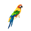 parrot