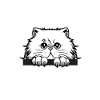 Cat Cats Cat face