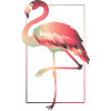 flamingo