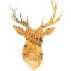 Indian summer deer