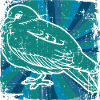 Taube Brieftaube