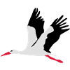 Stork