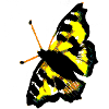 papillon