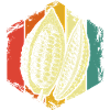 Cacao fève