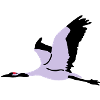 Crane