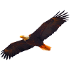 Painted bald eagle