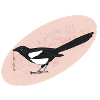 magpie