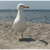 gull