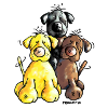 Labrador Retriever - Chien
