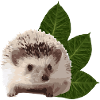 Igel Igel Kunst