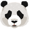 Panda panda bear