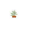 bonsai