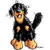 Hovawart - Hovie - Dog