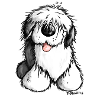 Bobtail Chien- Old English Sheepdog
