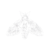 Géométrie d'insecte papillon papillon