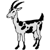 Ziege