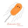 E. coli / Escherichia coli - bacterium