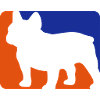 french bulldog1