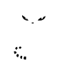 Chat blanc