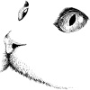 Katzenkopf 1- Katzengesicht