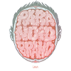 Paranoid Brain Ghoul