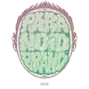 Paranoid Brain Undead