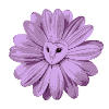 owls flower