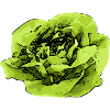 Lettuce pop art