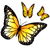 Spring flight of the "Aurantiaria"