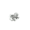 Ammonites
